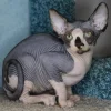 Adopt Feya Sphynx Kitten