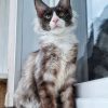 Maine Coon Kitten Adoption Process