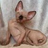 Sphynx Kitten for Sale