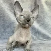 Sphynx Kitten Personality | Hairless cat breeders