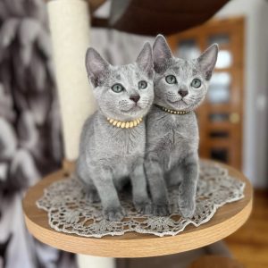 Newborn Russian Blue Kittens