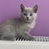 Russian Blue Longhair Kitten