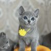 Blue Russian Kitten for Sale | Purebred Russian Blue Kittens